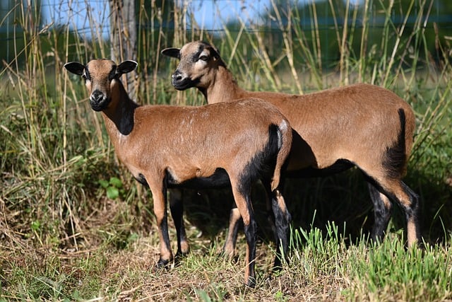 Free download cameroon sheep herbivorous nature free picture to be edited with GIMP free online image editor