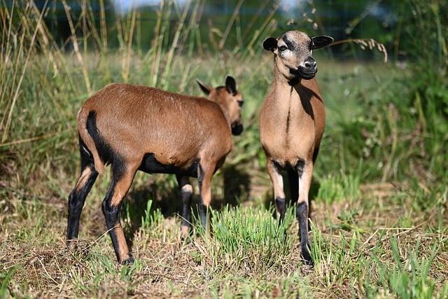 Free download cameroon sheep sheep herbivorous free picture to be edited with GIMP free online image editor