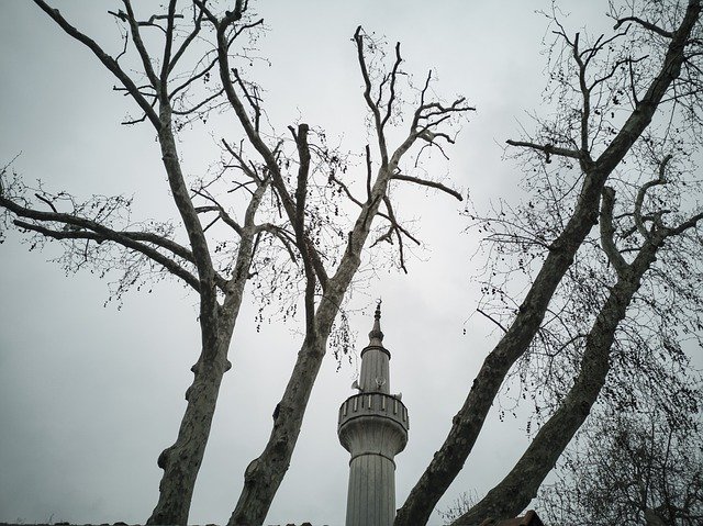 Free download Cami Minaret Tree -  free photo or picture to be edited with GIMP online image editor