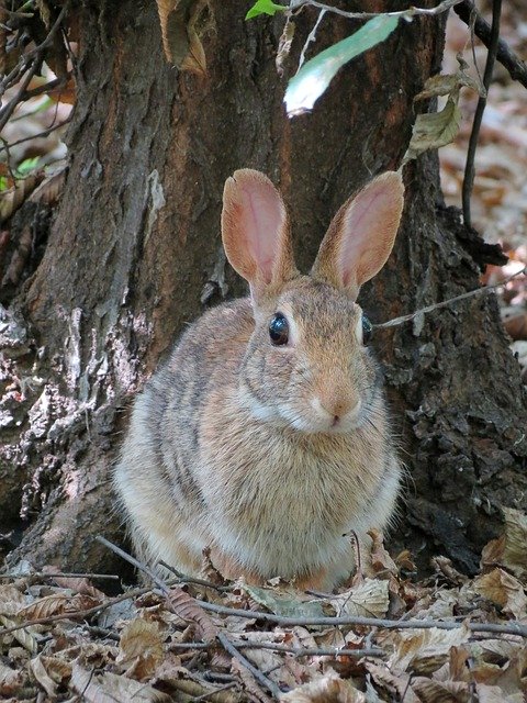 Descarga gratuita Camouflage Nature Outdoors - foto o imagen gratuita para editar con el editor de imágenes en línea GIMP