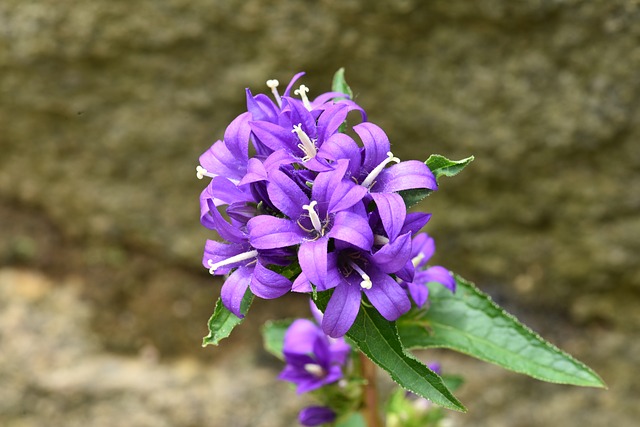 Free download campanula glomerata often flower bat free picture to be edited with GIMP free online image editor