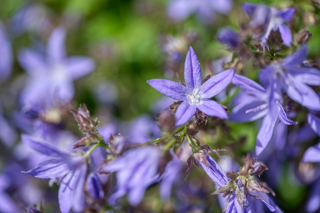 Free download campanula poscharskyana free picture to be edited with GIMP free online image editor
