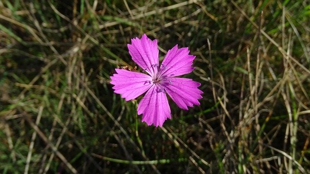 Descarga gratuita Campion Flower Plant: foto o imagen gratuita para editar con el editor de imágenes en línea GIMP