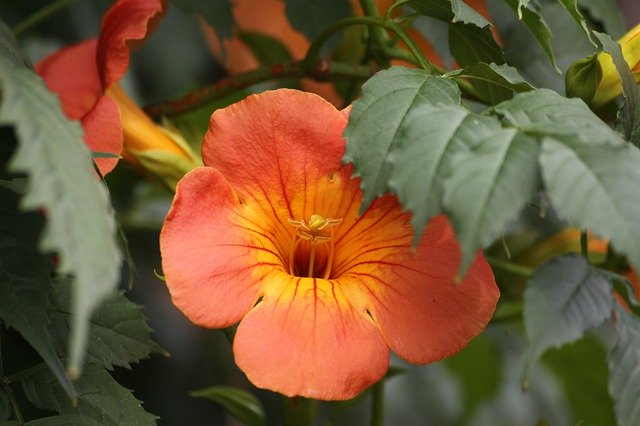 Free download Campsis Close-Up Trumpet Flower -  free photo or picture to be edited with GIMP online image editor