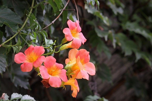 Kostenloser Download Campsis Trumpet Flower Flowers - kostenloses Foto oder Bild zur Bearbeitung mit GIMP Online-Bildbearbeitung