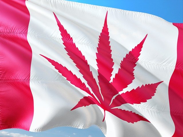 Free download Canada Cannabis Maple -  free photo or picture to be edited with GIMP online image editor