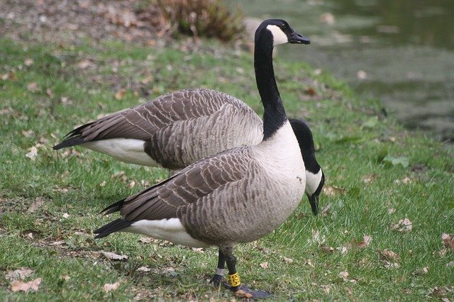 Download gratuito Canada Geese Animals Waterfowl - foto o immagine gratis da modificare con l'editor di immagini online di GIMP