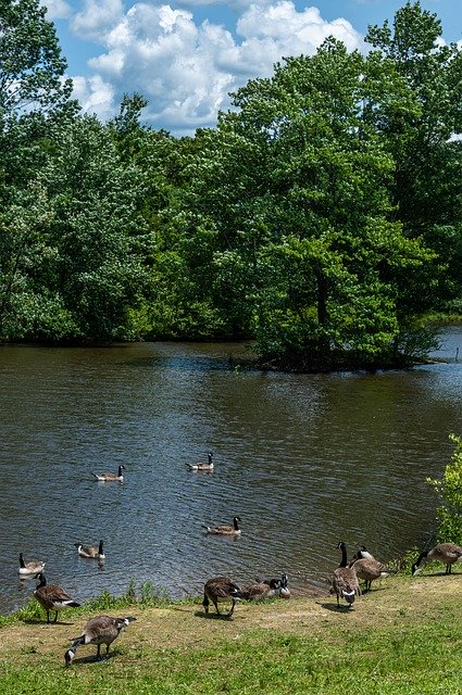 Free download Canada Geese Birds Lake -  free photo or picture to be edited with GIMP online image editor
