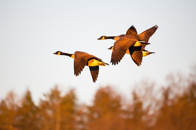 Free download canada geese geese animals free picture to be edited with GIMP free online image editor