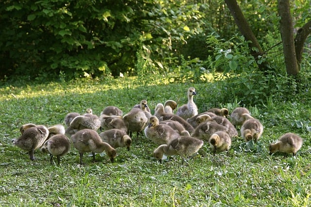 Free download canada geese geese chick animals free picture to be edited with GIMP free online image editor