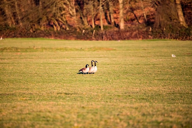 Free download canada geese waterfowl family free picture to be edited with GIMP free online image editor