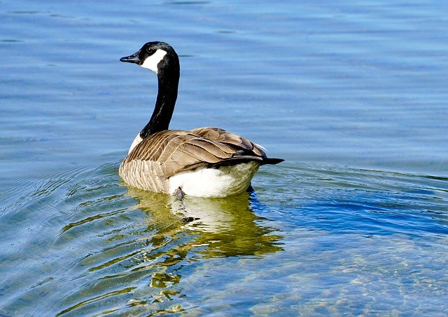 Free download Canada Goose Bird Lake -  free photo or picture to be edited with GIMP online image editor