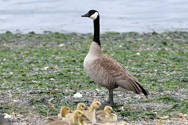 Free graphic canada goose chicks birds goose to be edited by GIMP free image editor by OffiDocs