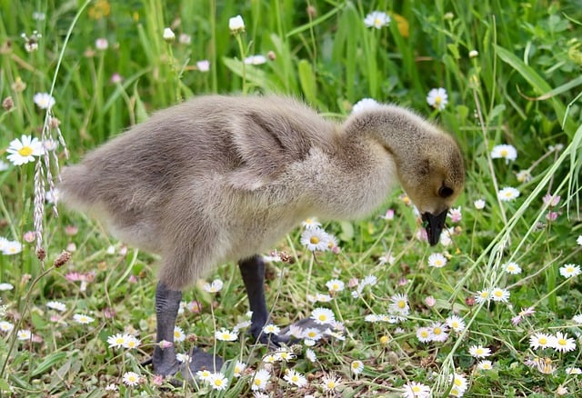 Free download canada goose chick young goose free picture to be edited with GIMP free online image editor