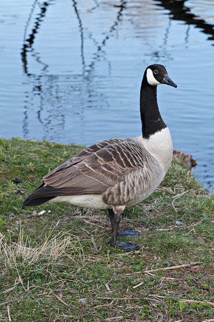 دانلود رایگان Canada Goose Geese - عکس یا تصویر رایگان برای ویرایش با ویرایشگر تصویر آنلاین GIMP