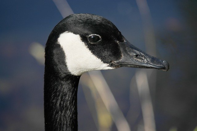 免费下载加拿大鹅鹅鸟鹅头免费图片以使用 GIMP 免费在线图像编辑器进行编辑