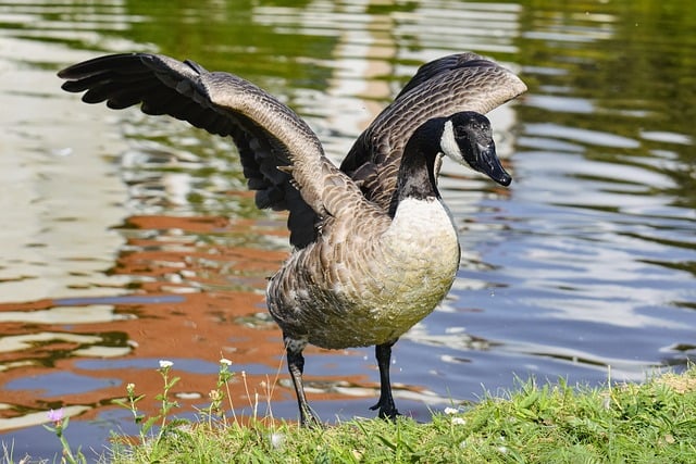 Free download canada goose goose bird water bird free picture to be edited with GIMP free online image editor
