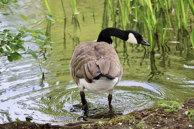 Free download canada goose goose wild goose free picture to be edited with GIMP free online image editor