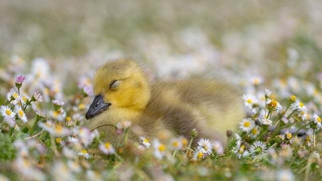 Free download canada goose gosling goose baby free picture to be edited with GIMP free online image editor