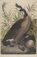 Free download Canada Goose free photo or picture to be edited with GIMP online image editor