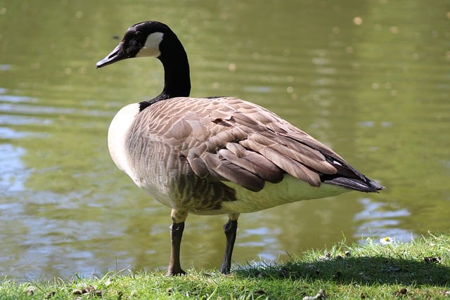 Free download canada goose lake goose water bird free picture to be edited with GIMP free online image editor