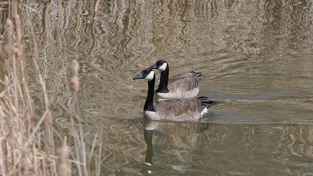 Free download Canada Goose Waterfowl Lake Bull -  free photo or picture to be edited with GIMP online image editor