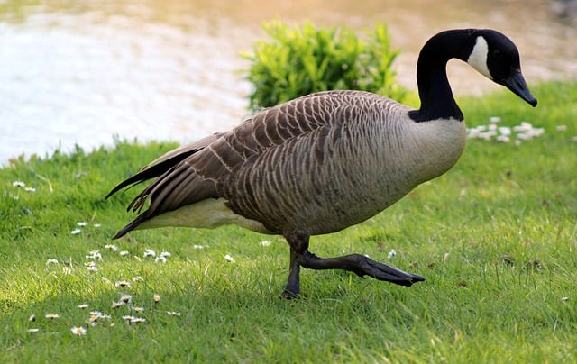 Free download canada goose wild goose free picture to be edited with GIMP free online image editor