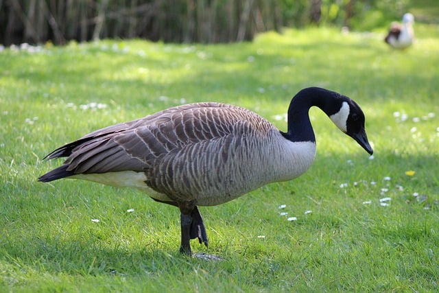 Free download canada goose wild goose bird free picture to be edited with GIMP free online image editor