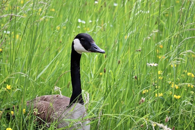 Free download canada goose wild goose water bird free picture to be edited with GIMP free online image editor