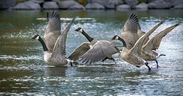 Free download canadian geese flight birds geese free picture to be edited with GIMP free online image editor