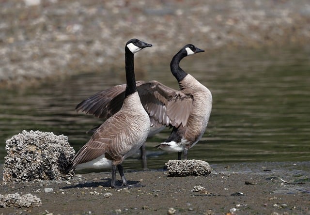 Free download canadian geese puget sound nature free picture to be edited with GIMP free online image editor