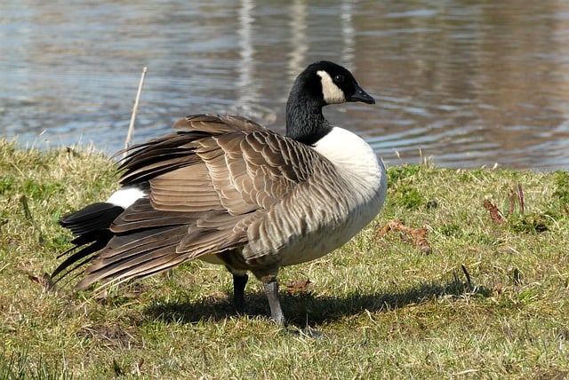 Free download canadian goose goose bird animal free picture to be edited with GIMP free online image editor