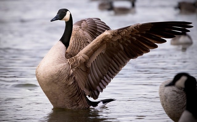 Téléchargement gratuit de l'image gratuite du lac des oiseaux d'oie du Canada à éditer avec l'éditeur d'images en ligne gratuit GIMP