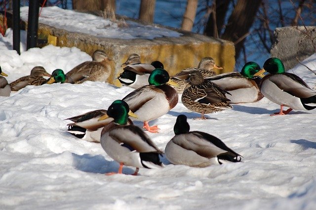 Free download Canard Duck Winter -  free photo or picture to be edited with GIMP online image editor