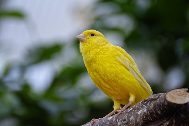 Free download canary bird beak feathers yellow free picture to be edited with GIMP free online image editor