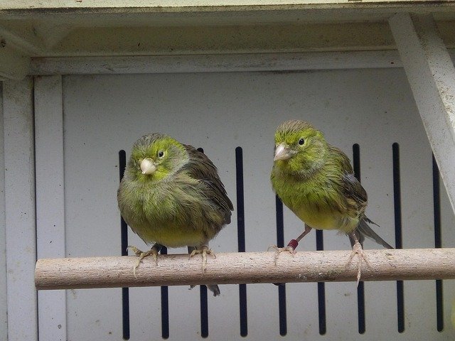 Free download Canary Green Cage -  free photo or picture to be edited with GIMP online image editor