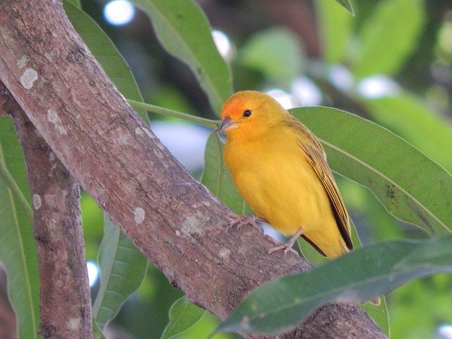 Free download Canary Nature Birdie -  free photo or picture to be edited with GIMP online image editor