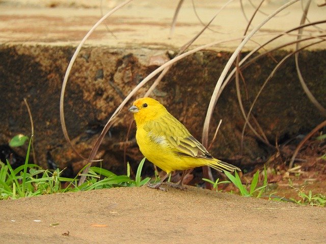 Kostenloser Download Canary Yellow Bird - kostenloses Foto oder Bild zur Bearbeitung mit GIMP Online-Bildbearbeitung