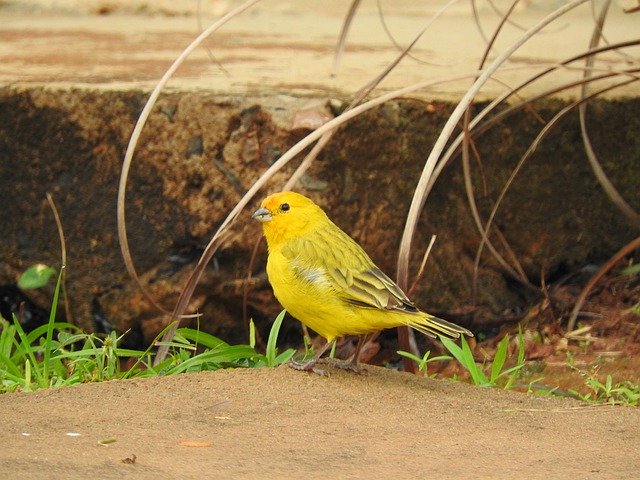 Gratis download Canary Yellow Bird - gratis foto of afbeelding om te bewerken met GIMP online afbeeldingseditor