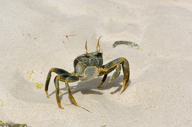 Free download Cancer Shellfish Sand -  free photo or picture to be edited with GIMP online image editor