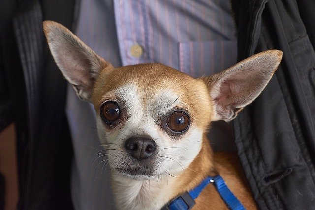 تنزيل Can Dog Pet مجانًا - صورة أو صورة مجانية ليتم تحريرها باستخدام محرر الصور عبر الإنترنت GIMP