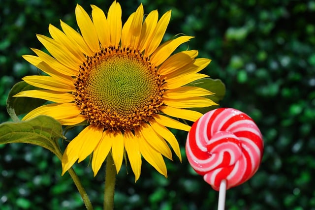 Free download candy lollipop sunflower flower free picture to be edited with GIMP free online image editor