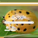 Canh Cung Vang  screen for extension Chrome web store in OffiDocs Chromium