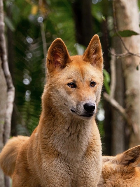 Free download canine dingo australian dingo free picture to be edited with GIMP free online image editor