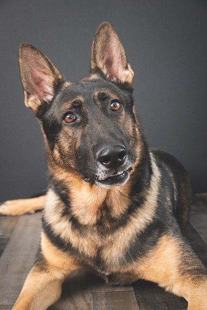 Free download canine german shepherd dog k 9 pet free picture to be edited with GIMP free online image editor