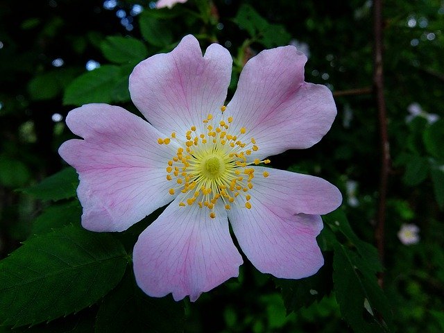 Descărcare gratuită Canine Petals Nature - fotografie sau imagini gratuite pentru a fi editate cu editorul de imagini online GIMP