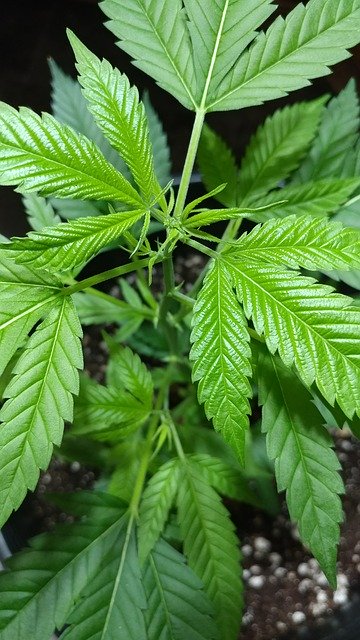 Free download Cannabis Marijuana Leaf -  free photo or picture to be edited with GIMP online image editor