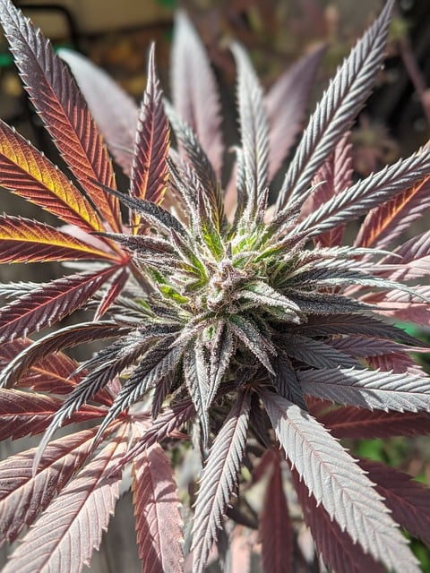 Free download cannabis marijuana weed hash free picture to be edited with GIMP free online image editor