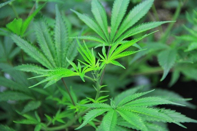 Unduh gratis Cannabis Mmj Marijuana - foto atau gambar gratis untuk diedit dengan editor gambar online GIMP