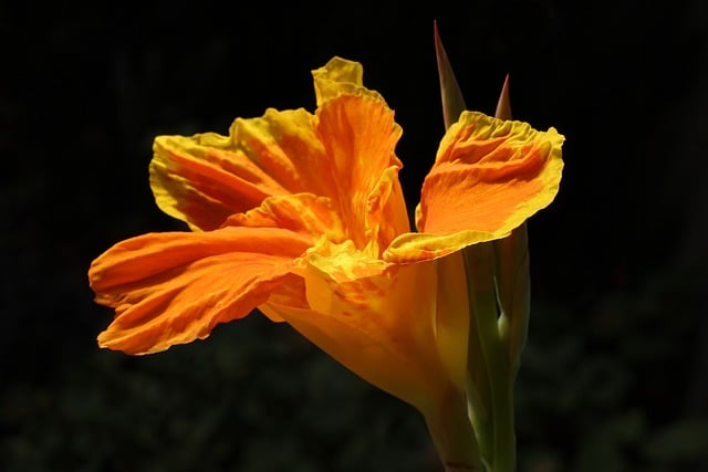 Free download canna lily lily flower canna free picture to be edited with GIMP free online image editor